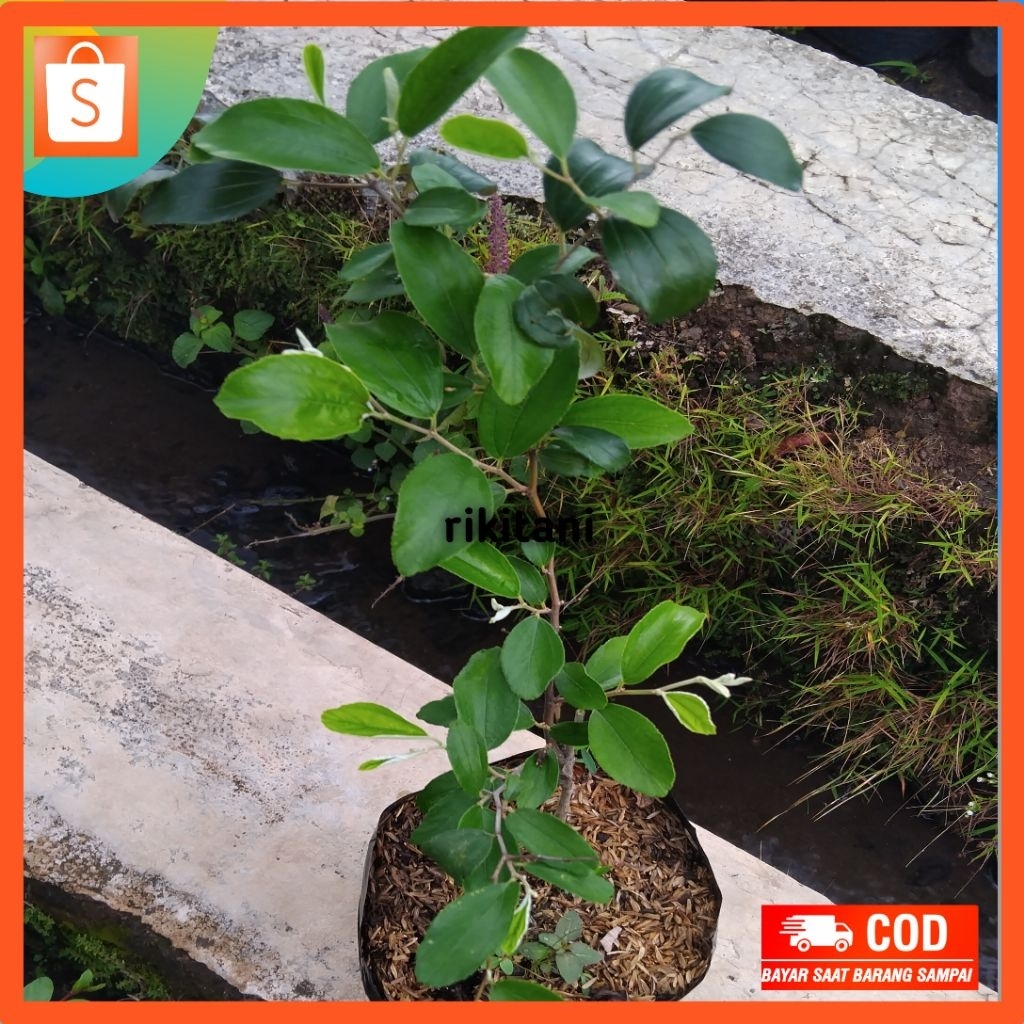 

bibit apel india/apel putsa rimbun cocok untuk tambulamput