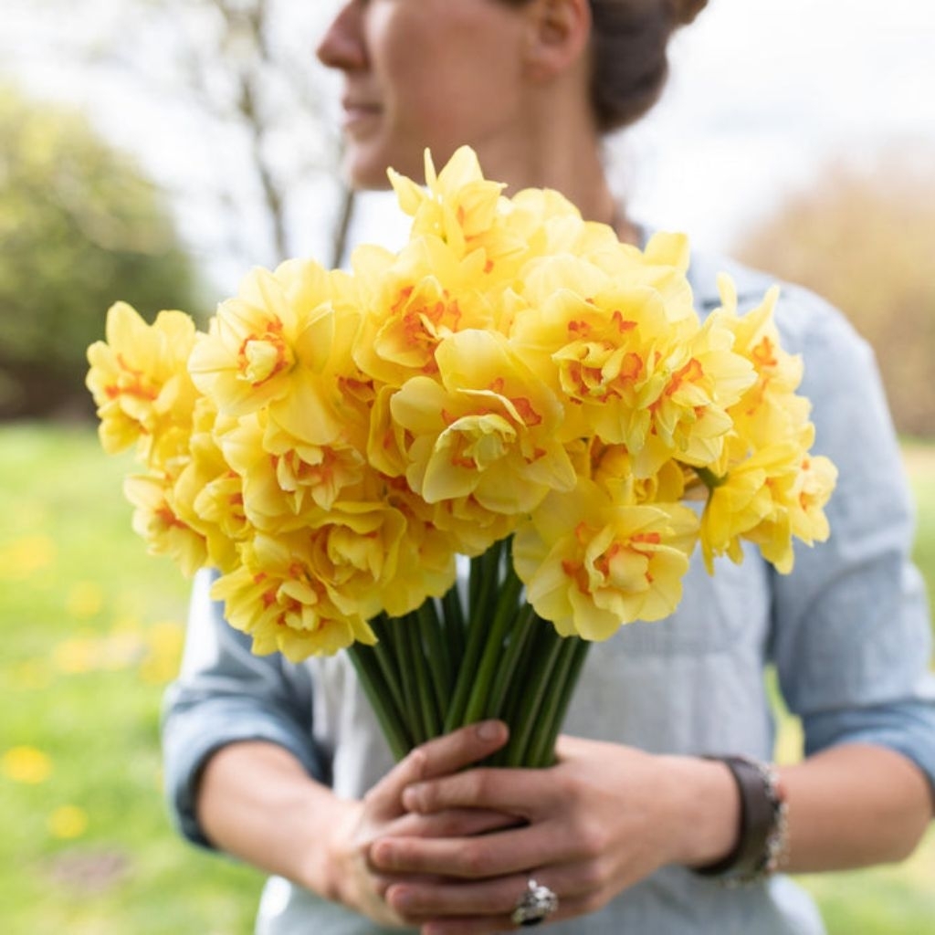 Benih Umbi Bunga Import Narcissus / Daffodil