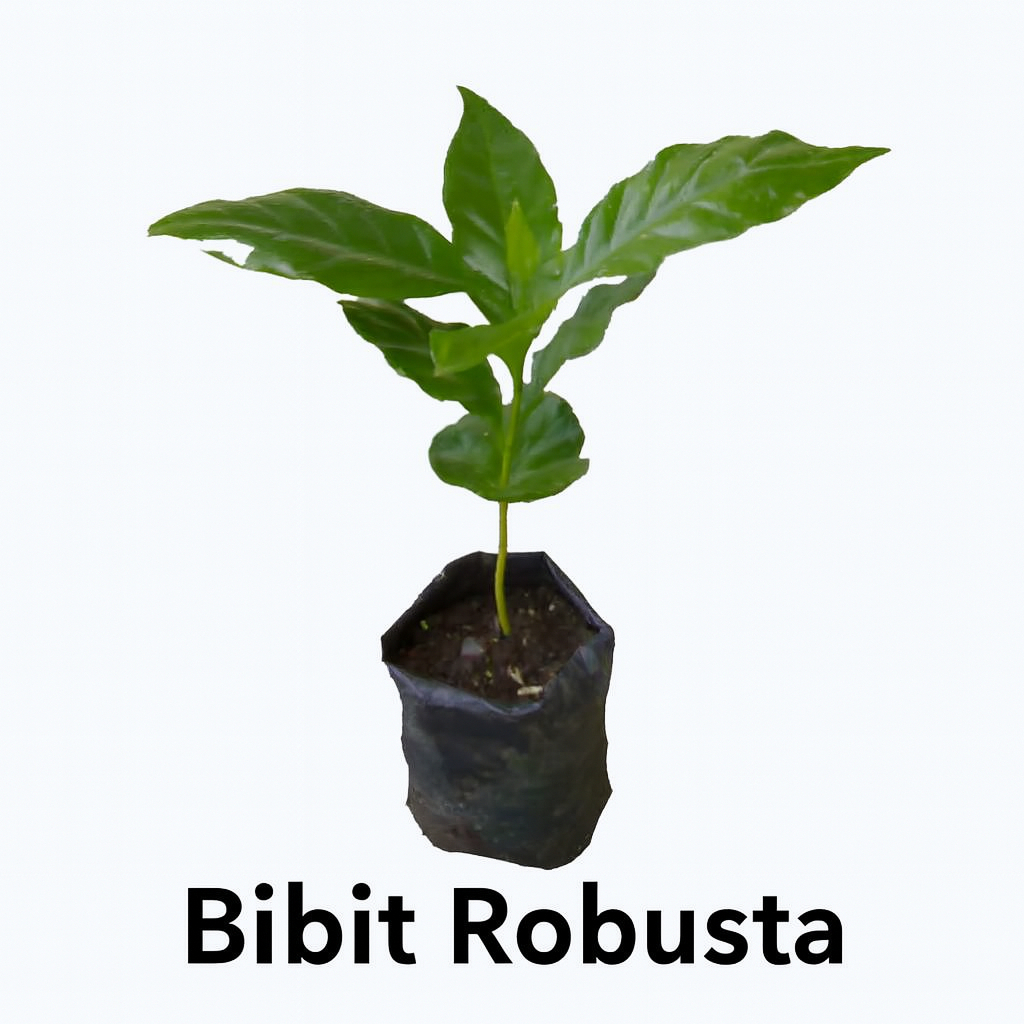bibit kopi robusta pilihan terbaik