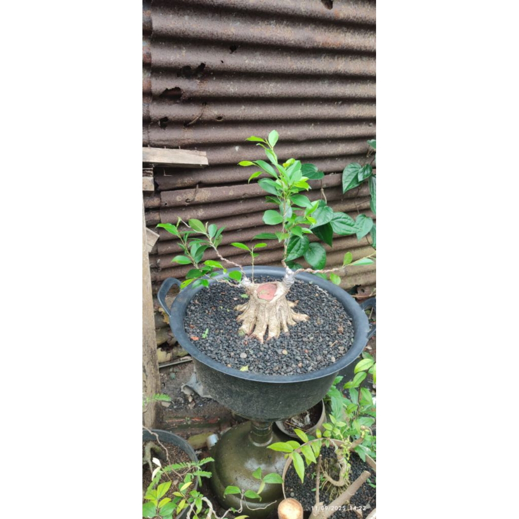 bahan bonsai kimeng prokar bogel