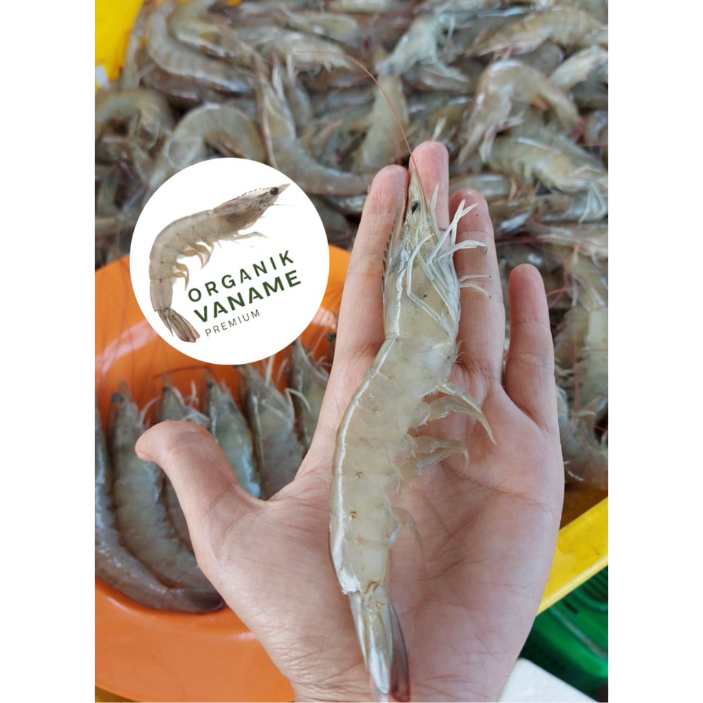 

UDANG VANAME ORGANIK SEGAR SIZE 60/70