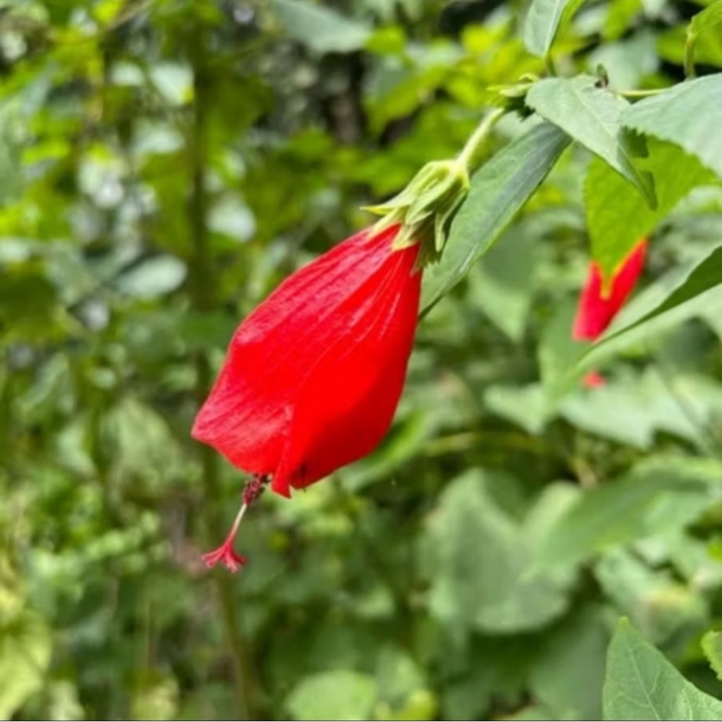 

Bunga Sepatu Segar (isi 10 pcs)