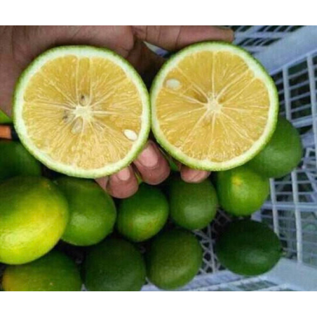 

suur jeruk lemon kalipornia fres dan segar isi 5-7 ,1 kg