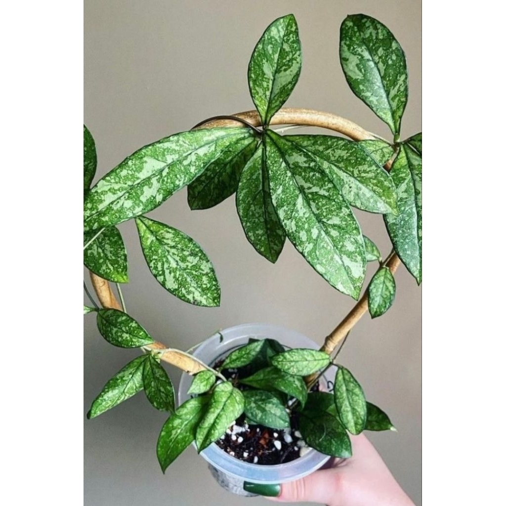 hoya crassipetiolata splash #hoya #hoyaplant #tanamanhias