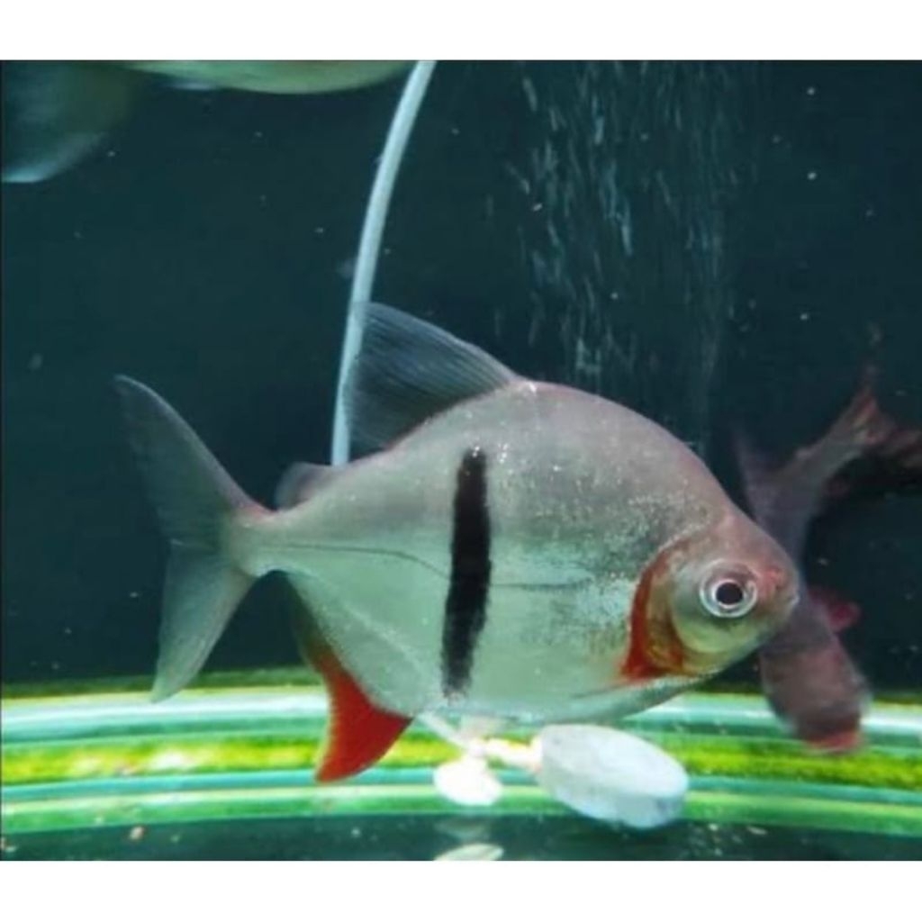 Stiker Myleus Thinbar