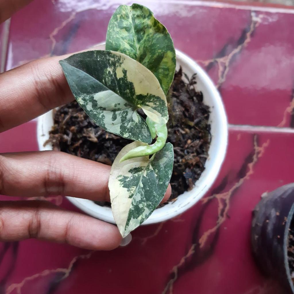 syngonium variegata yellow