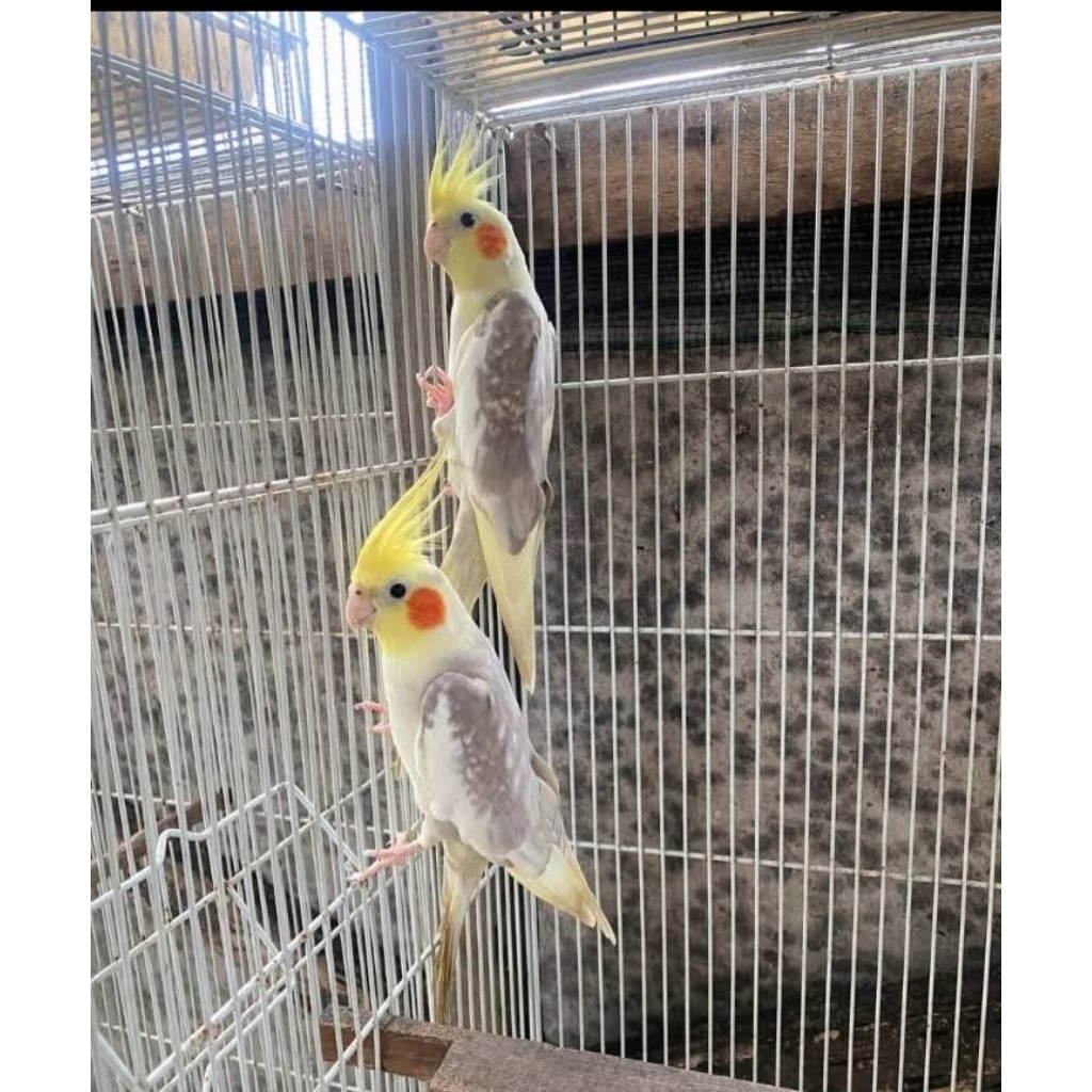 burung falk Australi pearl sepasang