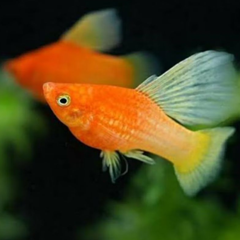 koleksi platy  sunrise hawai hifin 10 pcs