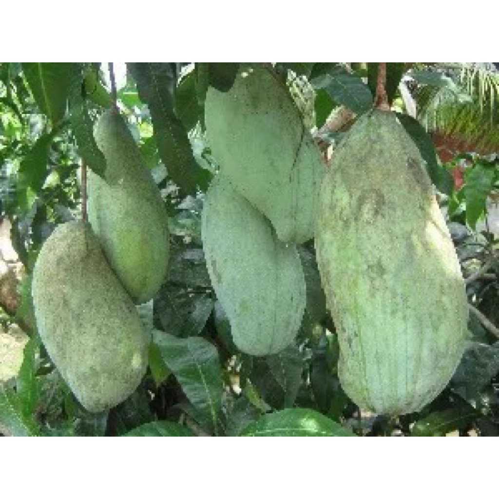 

MANGGA MAHATIR JUMBO LANGKA perbuah