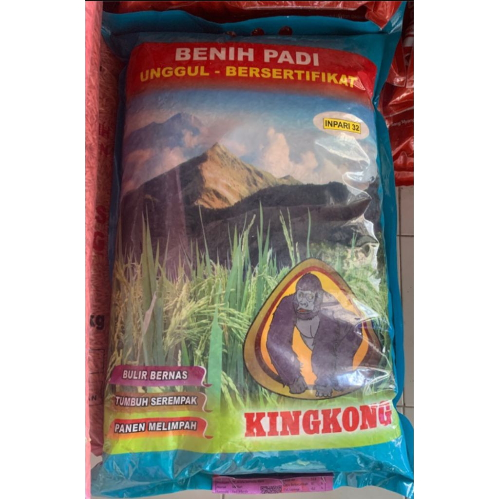 benih padi inpari 32 kingkong