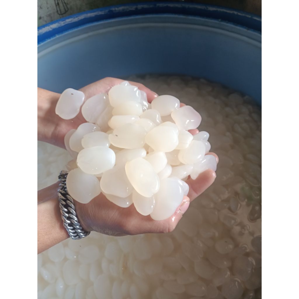 

Kolang kaling segar 5kg asli kenyal berkualitas cangkaleng siap kirim