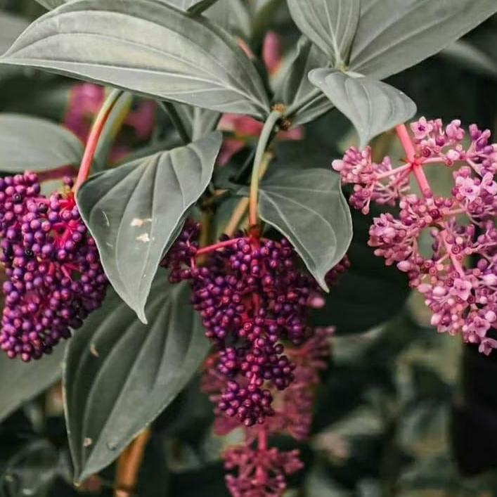 

solusi program hamil alami/ buah parijoto muria asli di petik dari pegunungan muria fresh.