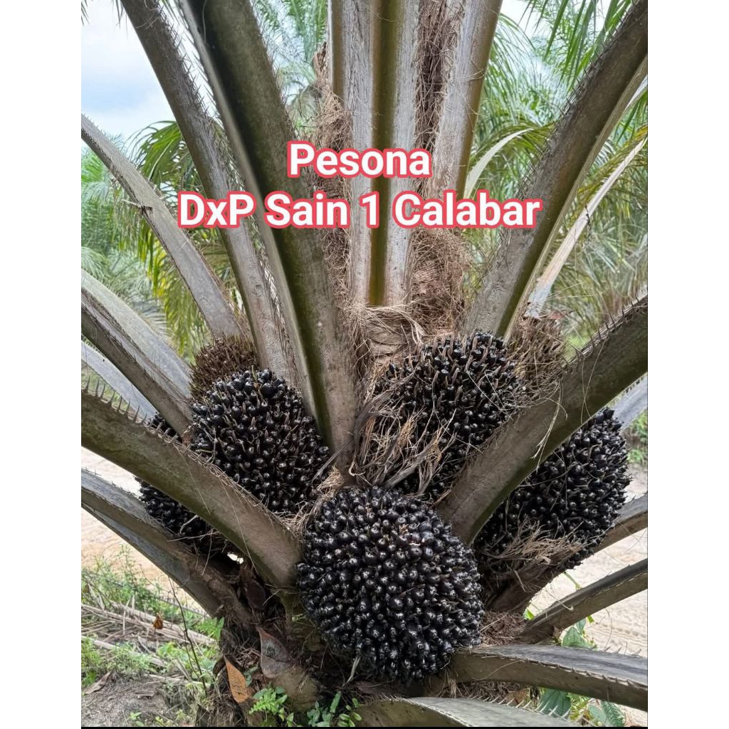 Benih Sawit Unggul DxP SAIN 1 CALABAR original