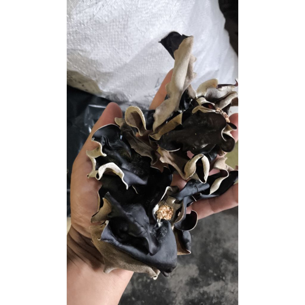 

JAMUR KUPING KERING PREMIUM GRADE A Mushroom Jamur enak sehat kualitas terbaik