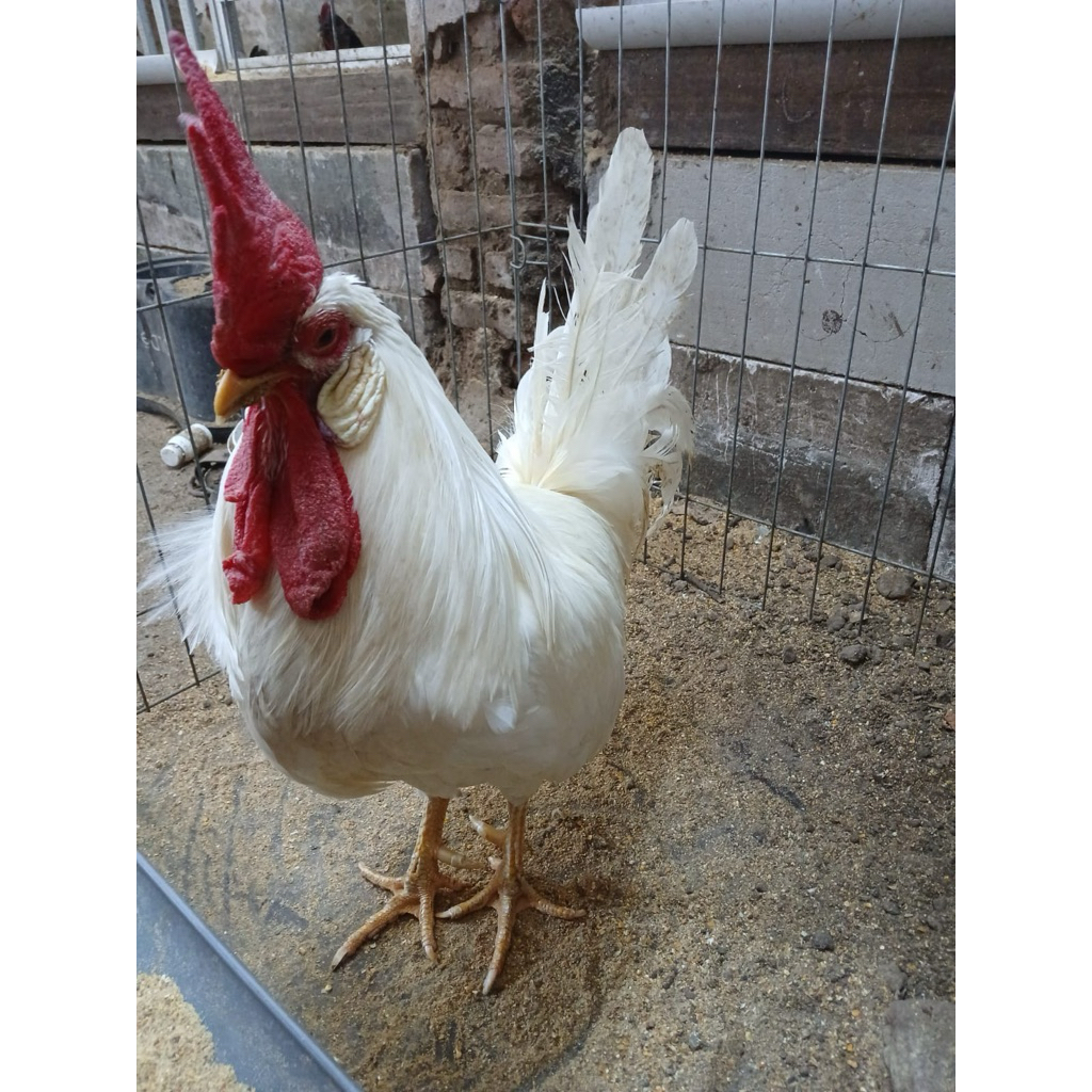white leghorn produk