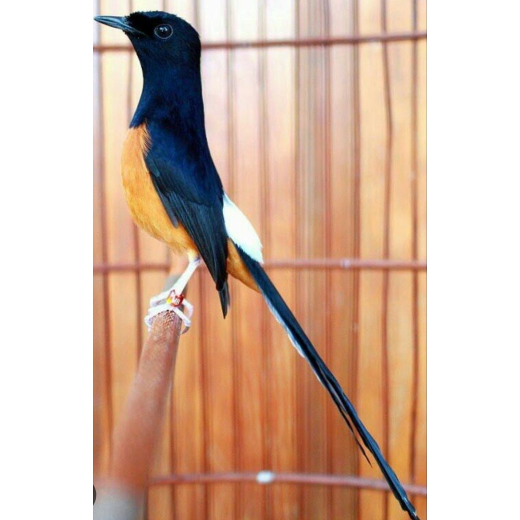 burung murai Medan ternak jadi