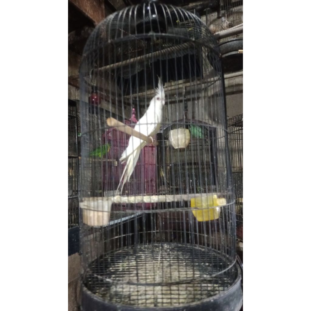 burung falk Australi albino