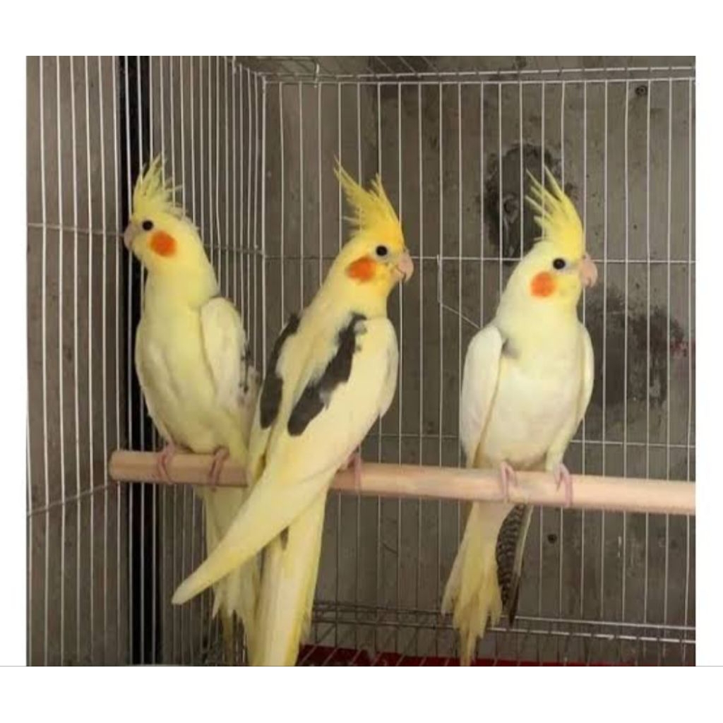 burung falk Australi cerah