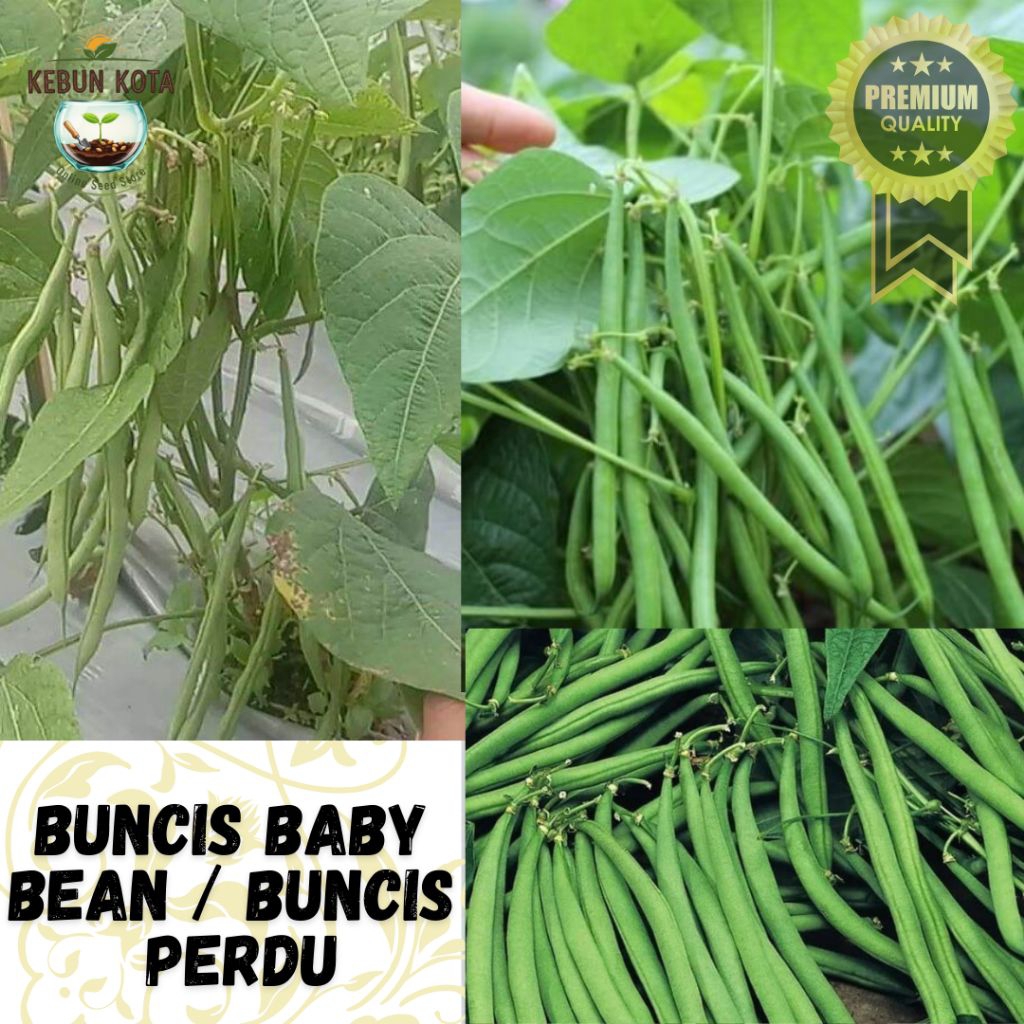 KEBUN KOTA]-Bibit Benih Tumbuhan "BUNCIS BABY BEAN/ BUNCIS PERDU"