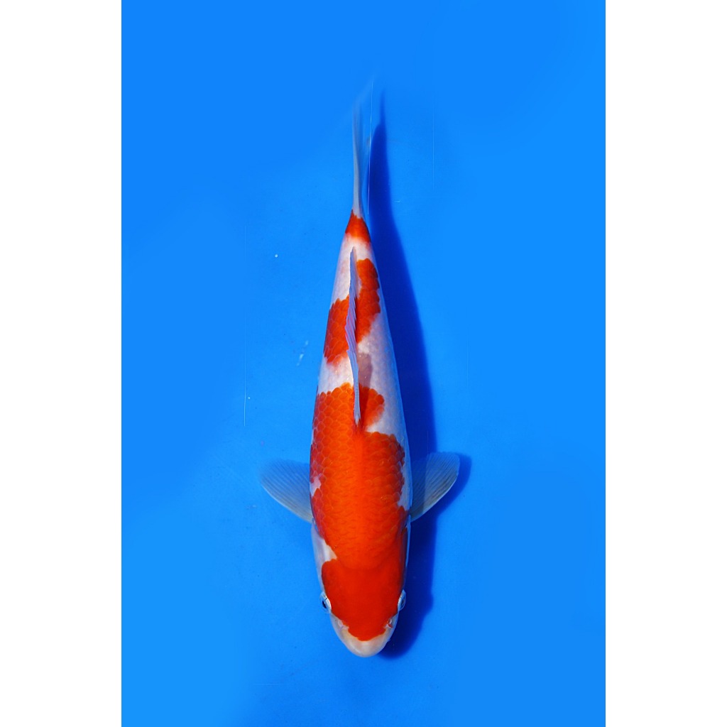 Koi Import Kohaku Marudo Koi Farm Size 25 cm