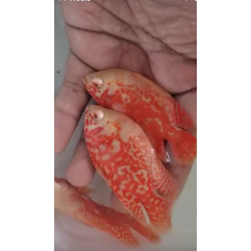 Oscar nemo good quality