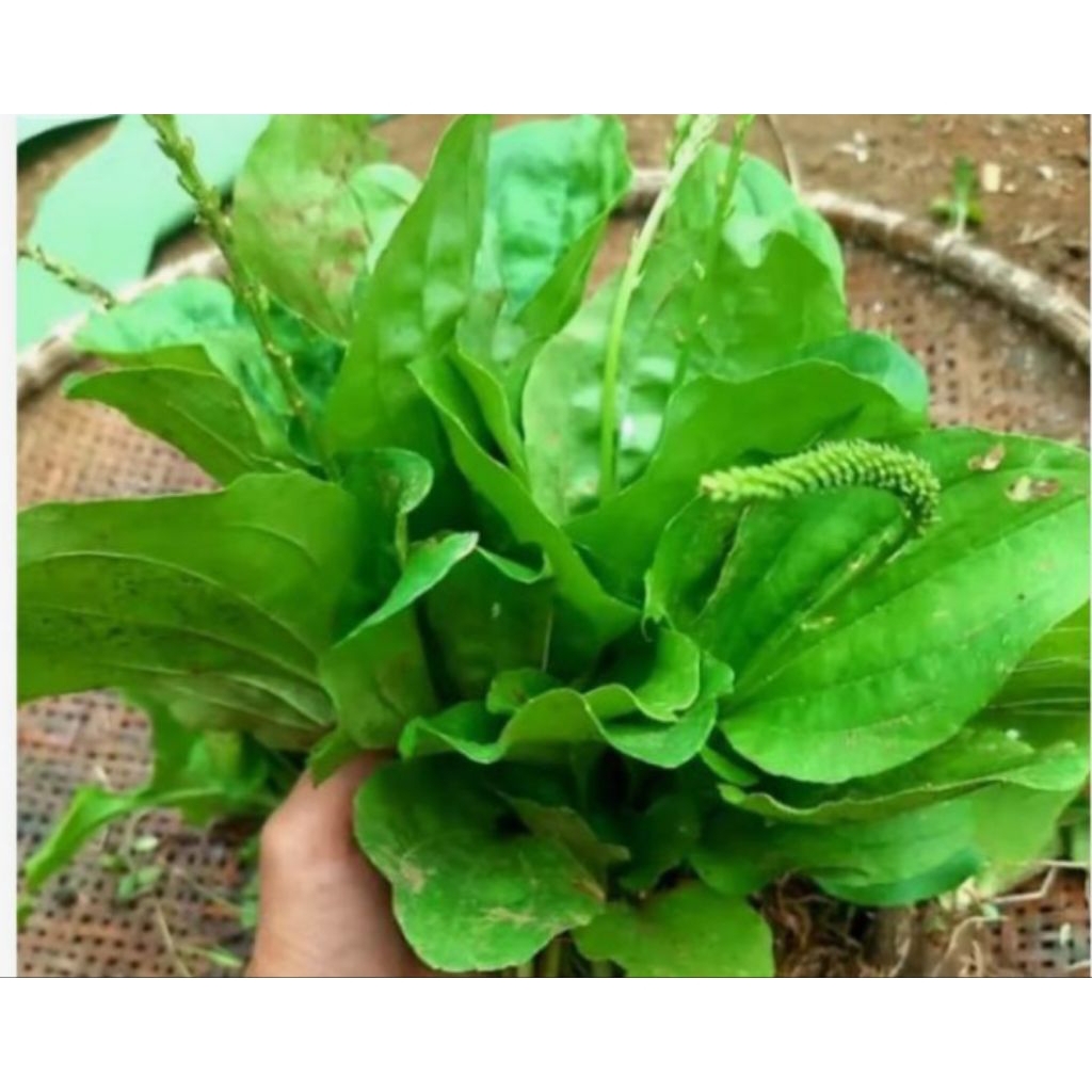 

Daun Ki urat/daun sendokan segar freess 500 gr