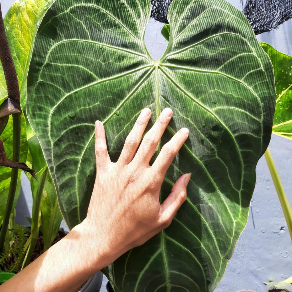tanaman anthurium kuping gajah hybrid