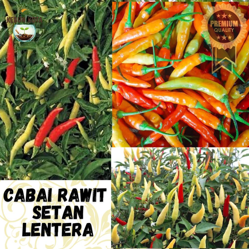KEBUN KOTA]-Bibit Benih Tumbuhan "CABAI RAWIT SETAN LENTERA "F1