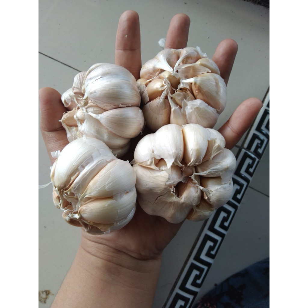 

Bawang Putih Sinco Bersih Murah 1 kg, 500 gram, 250 gram