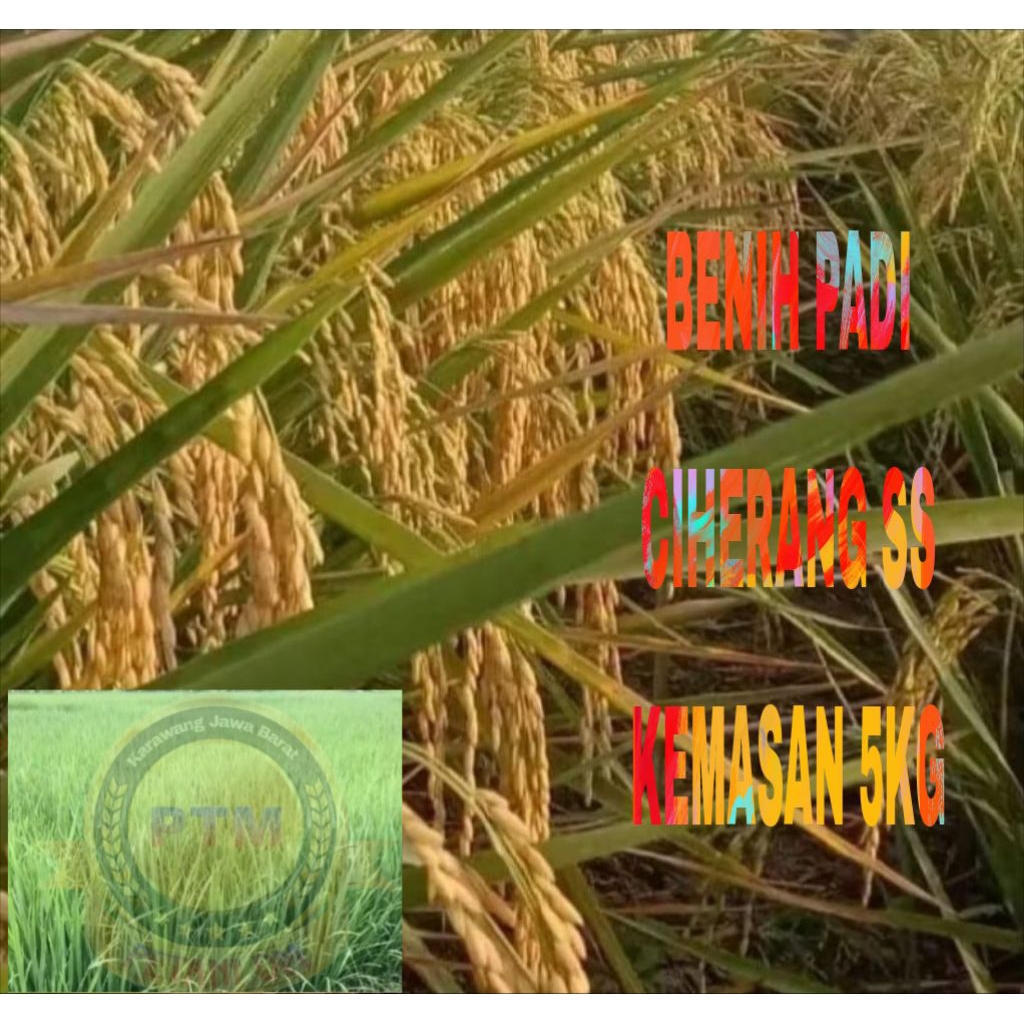 BENIH PADI CIHERANG SS KEMASAN 5KG