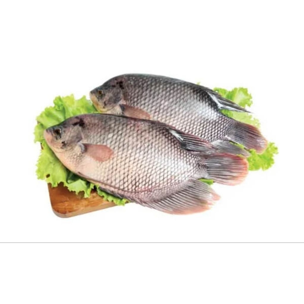 Ikan Gurame Segar