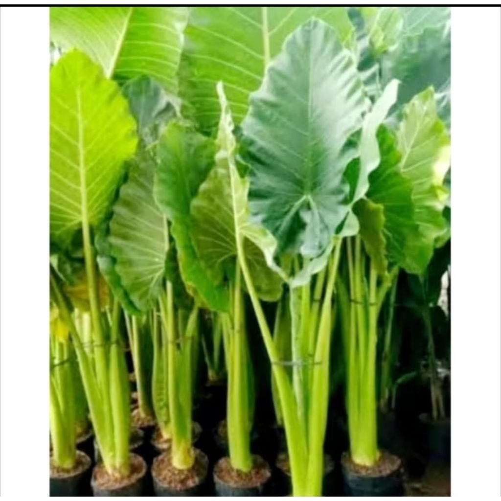 Benih talas sente tinggi protein super besar extra jumbo PAKAN GURAME