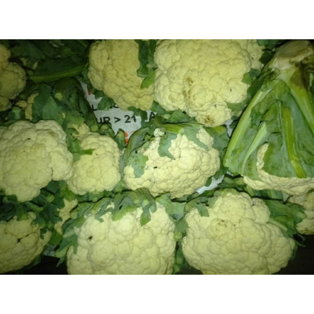 

SAYUR BUNGA KOL / KEMBANG KOL SEGAR