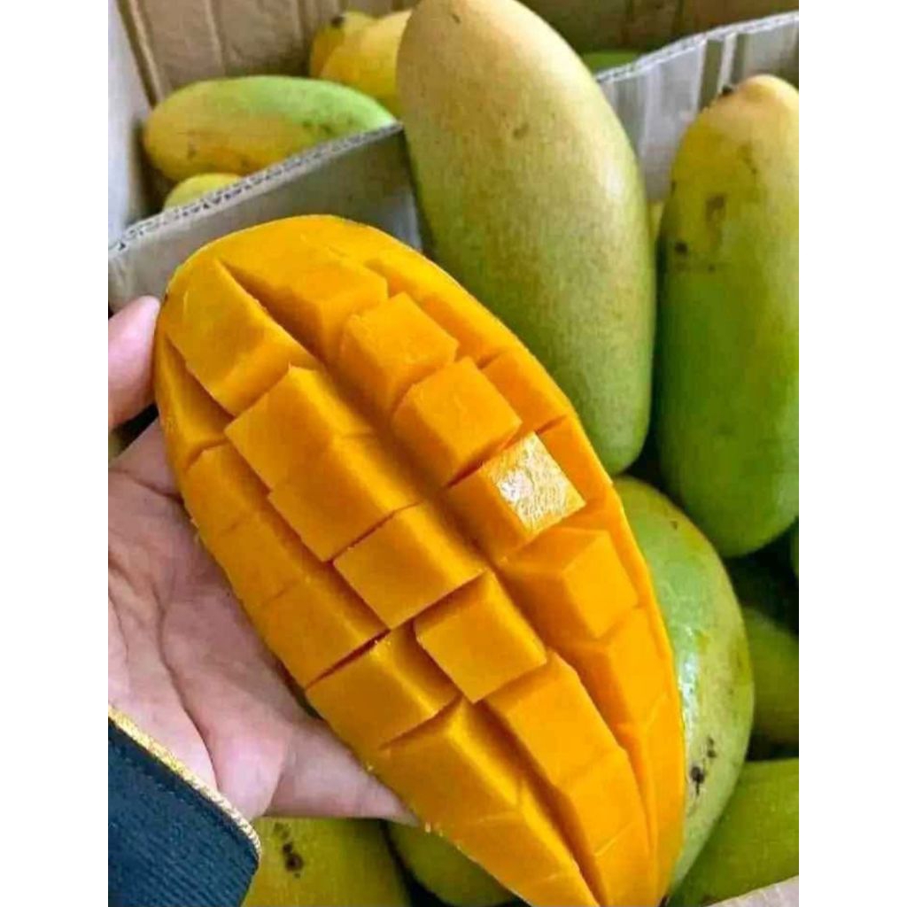 

MANGGA GOLEK SEGAR 1KG ISI 2 - 4 BUAH