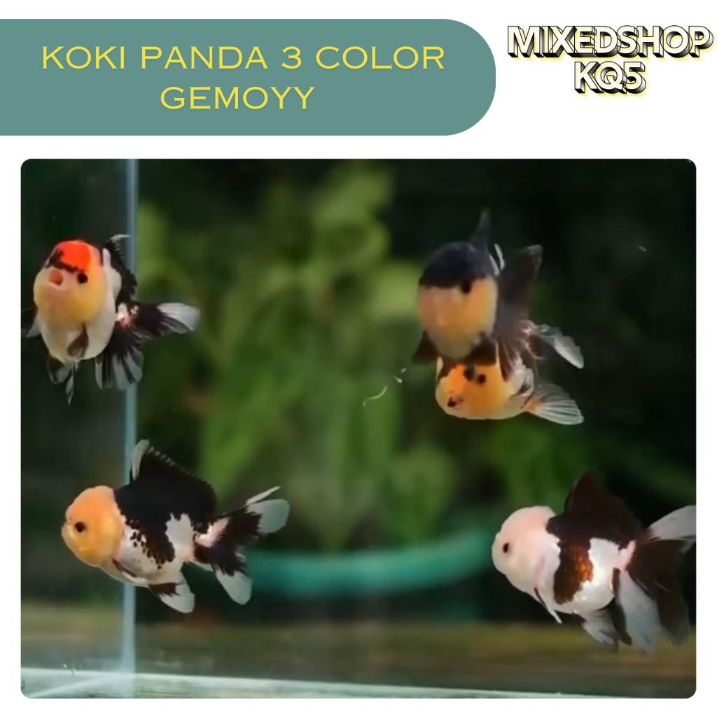 koki panda 3 color || ikan hias aquarium || ikan koki panda tricolor || ikan koki gemoyy || ikan kok