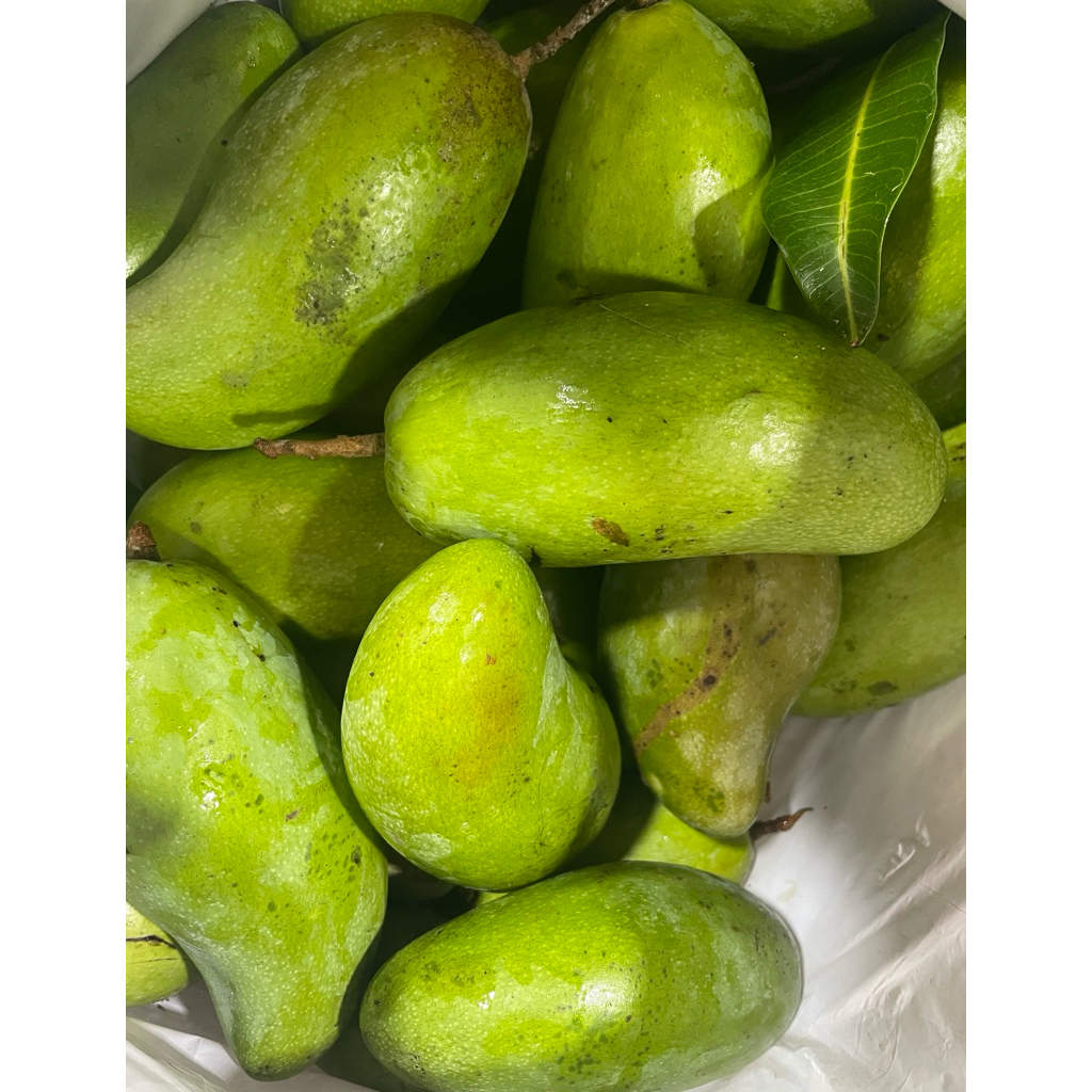

Mangga kiyojay (Manis) seger fresh baru banget dipetik dari pohonnya