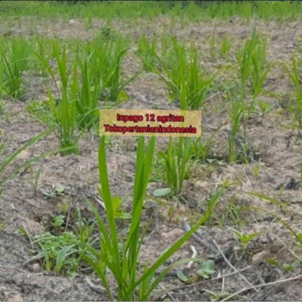 BENIH PADI INPAGO 12 AGRITAN KEMASAN 1KG