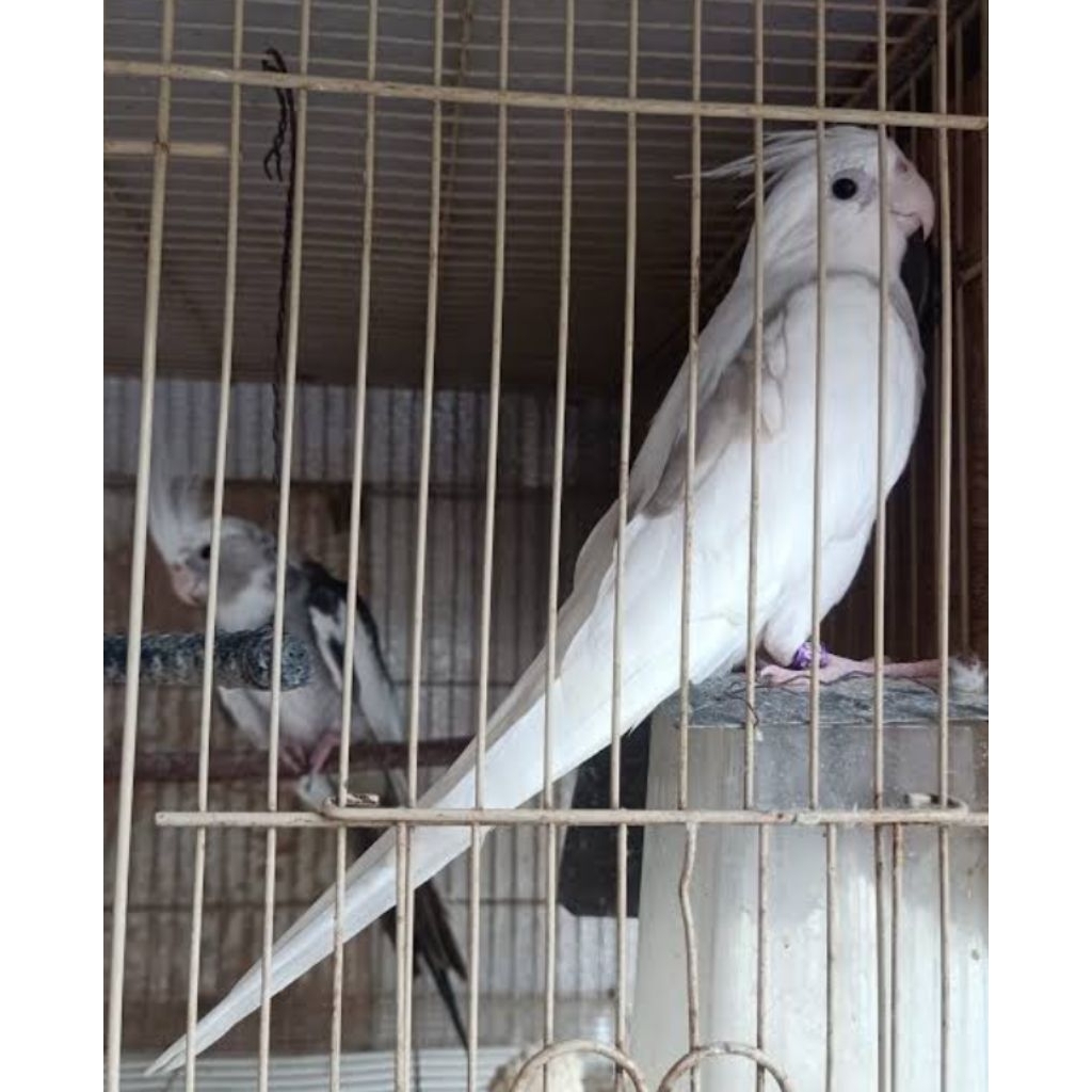 Burung falk Australi white face sepasang