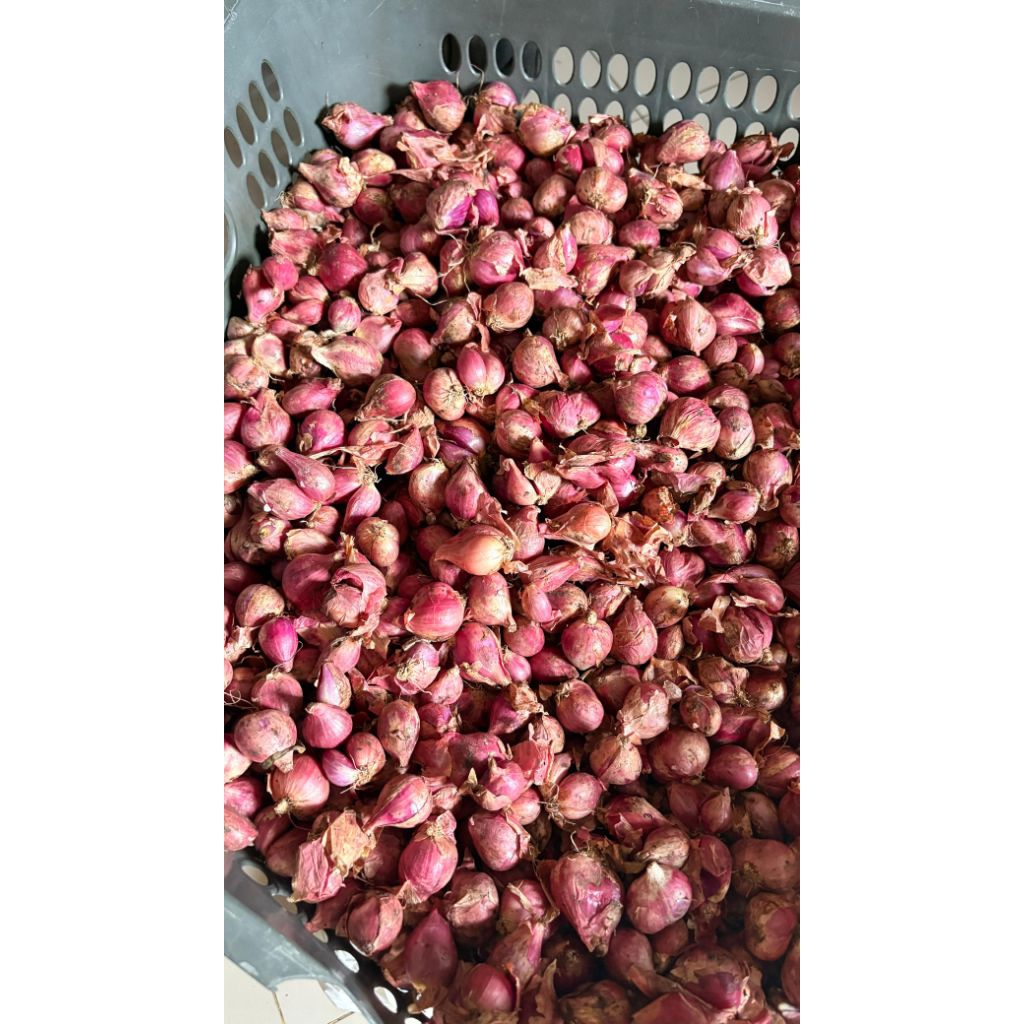 

Bawang Merah Lokal Besar 1 Kg / 1/2 KG