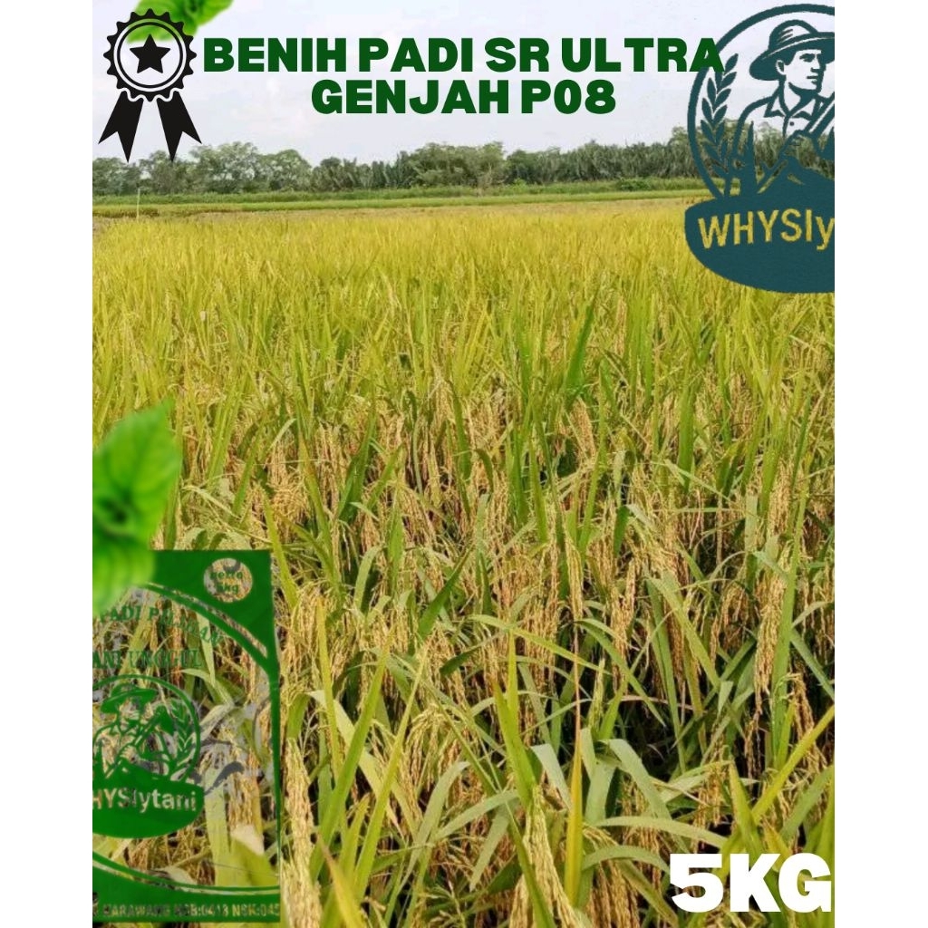 Benih SR Ultra Genjah 5kg | Genjah Cepat Panen | Hasil Padi Melimpah