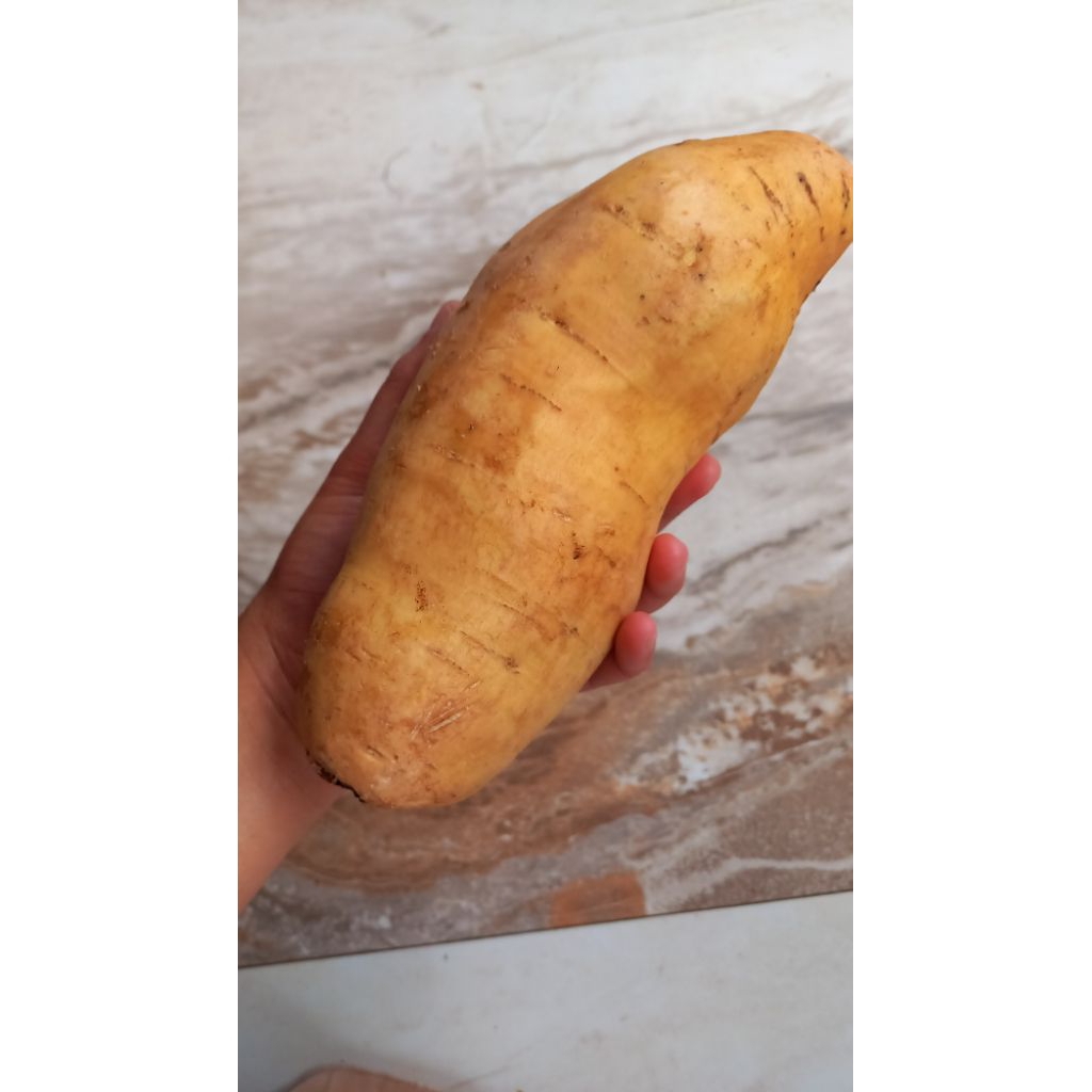 

UBI CILEMBU JUMBO (1-2 BUAH/KG) UBI CILEMBU GORENG