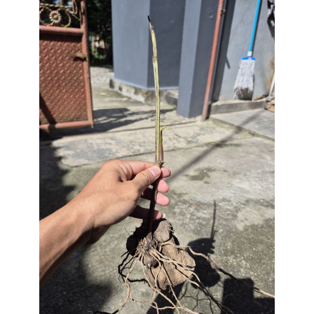 Bibit Uwi /ubi uwi putih manis sudah bertunas