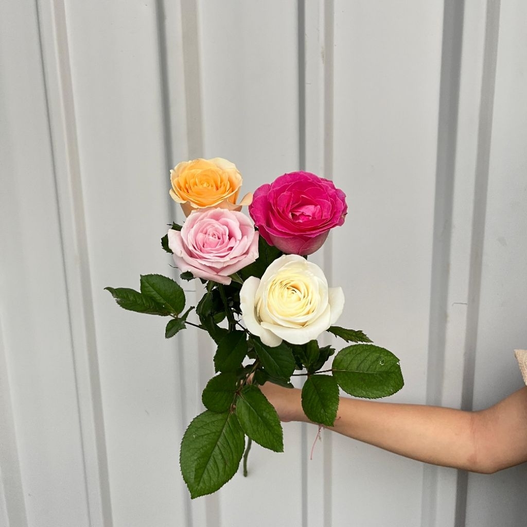 (1 Tangkai )Bunga Mawar per tangkai Bunga fresh/ bunga asli