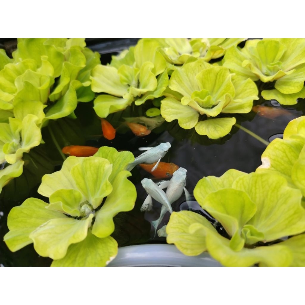 Ikan Hias Air Tawar Moly Sunkist Balon ekor cawang Hiasan Akuarium