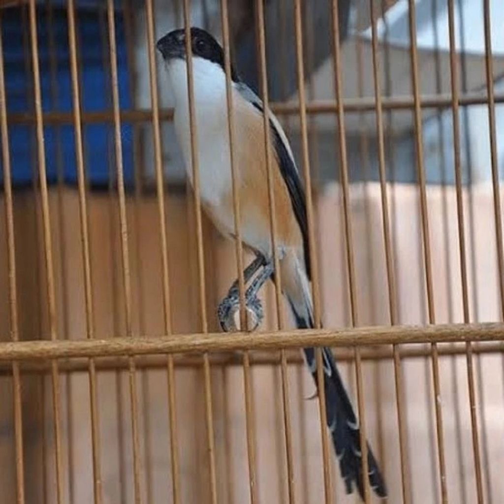 PENTET ( CENDET ) JATIM SM Pilihn Jantan Terbaik