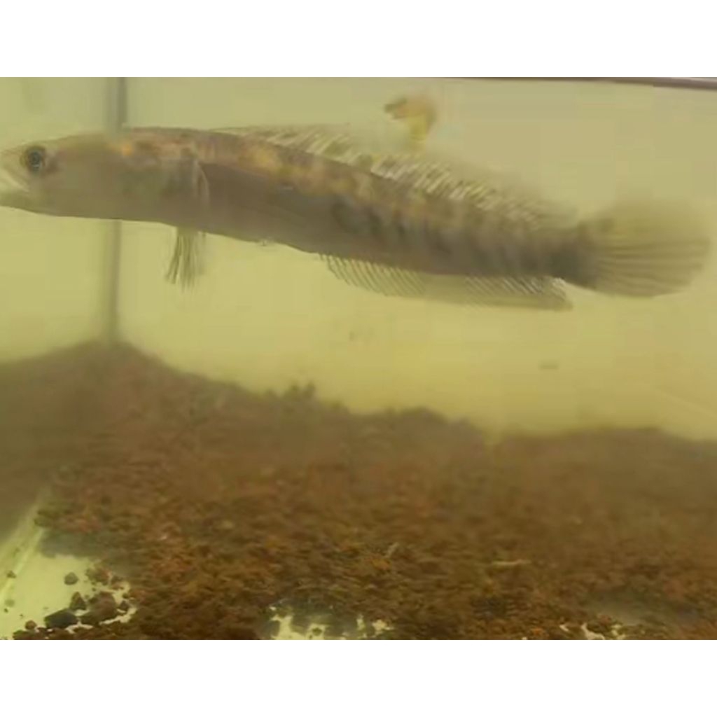 ys single tank 12-13cm