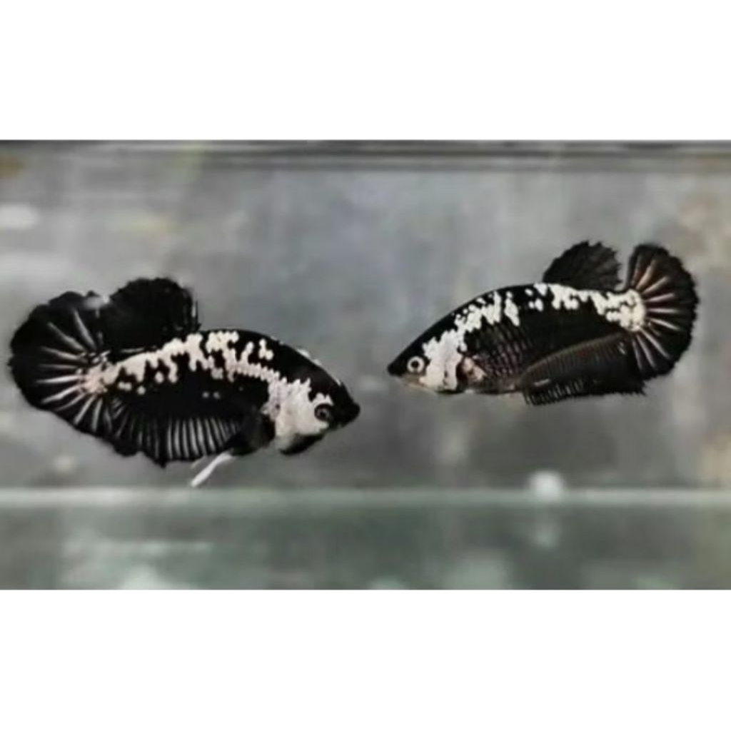 IKAN CUPANG BLACK MAMBA/DUMBO EAR/KOI COOPER KUALITAS BAGUS SIAP BREEDING (GARANSI DoA)