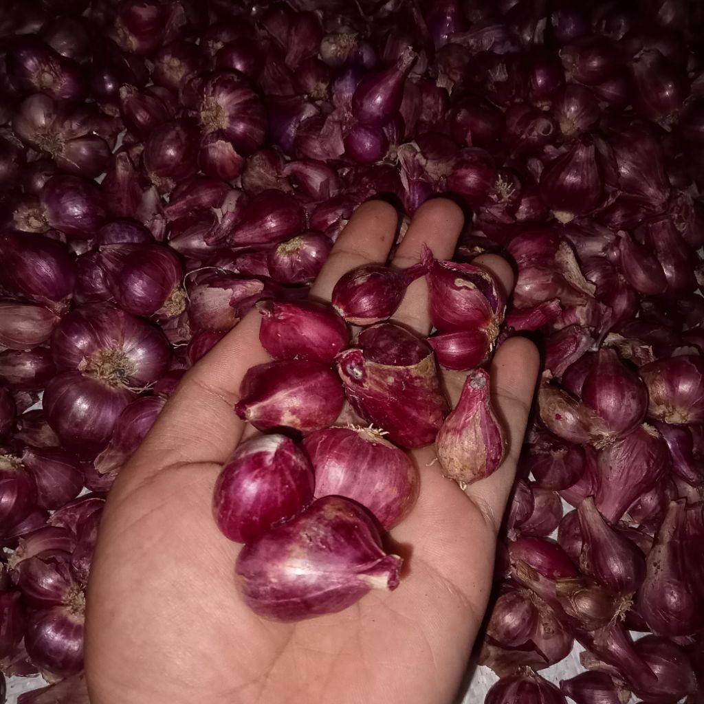 

bawang merah