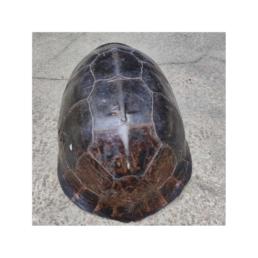 Kura-kura Ambon Batok