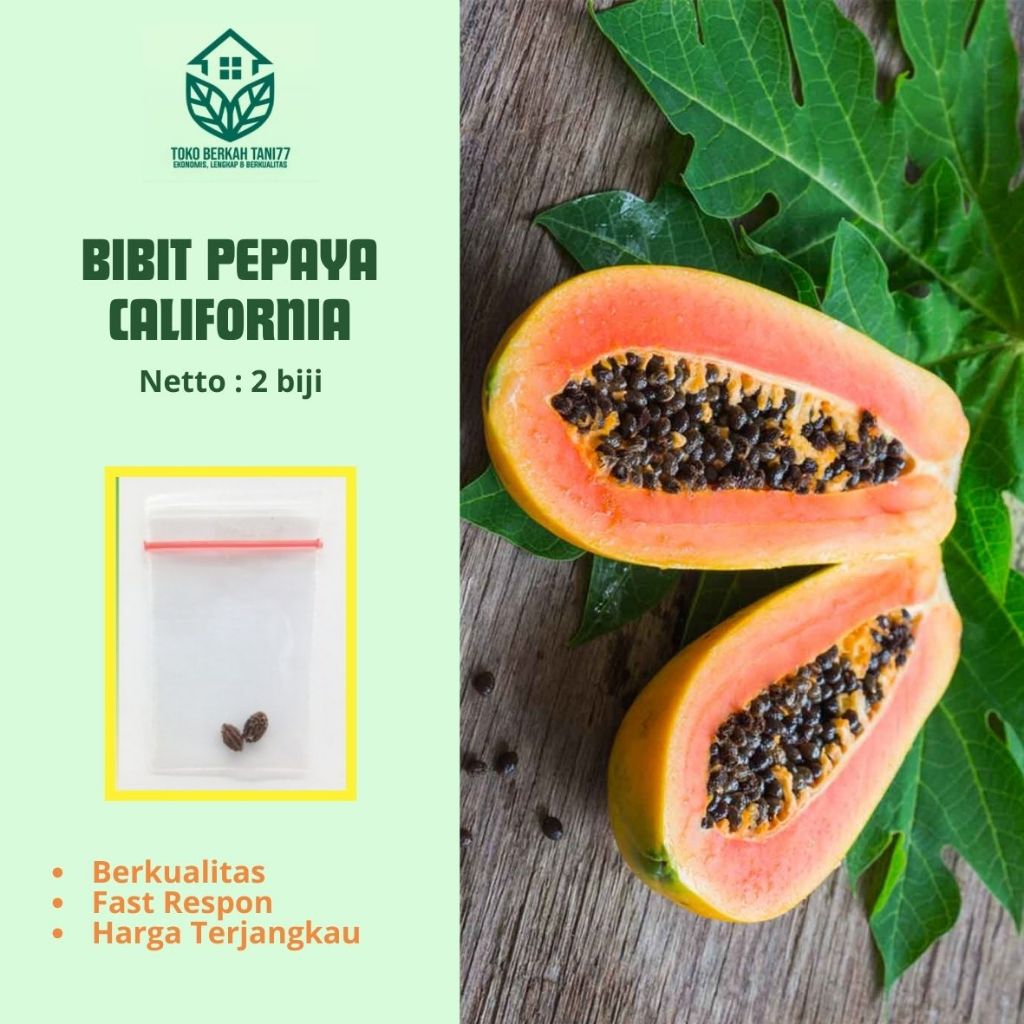 Benih Pepaya California Bibit Pepaya California Berkualitas (2 Biji) Buah Berkualitas